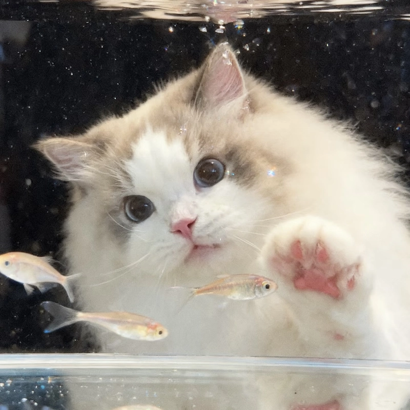 Aesthetic kitten dp showing white cat beside glowing lights