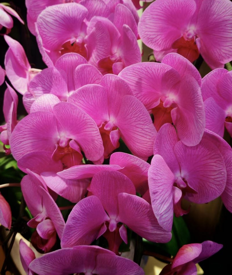 Colorful garden flowers dreamy profile DP