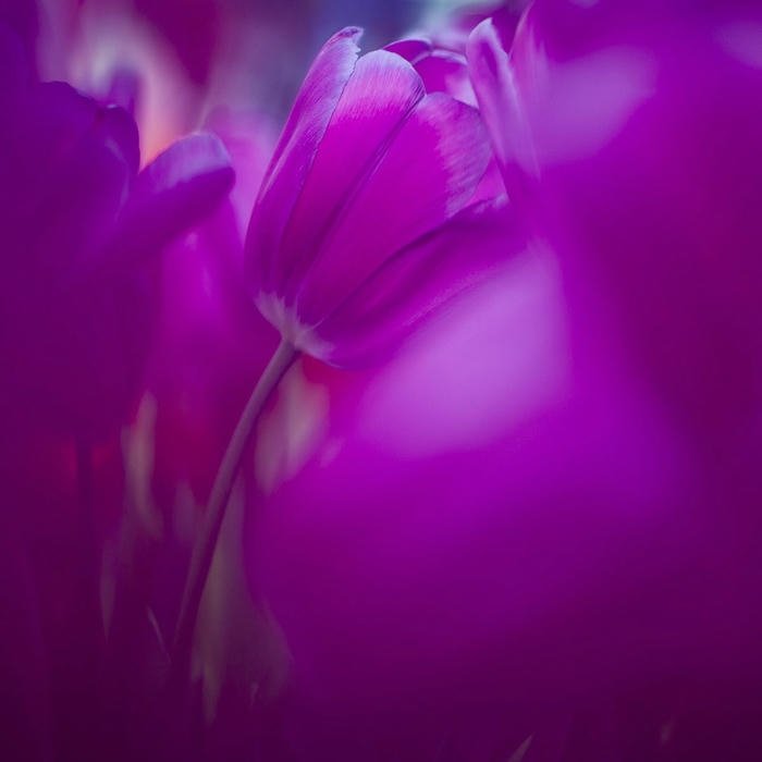 Cute DP Flowers floral background