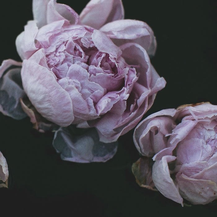 Cute Flowers DP charming blossom image