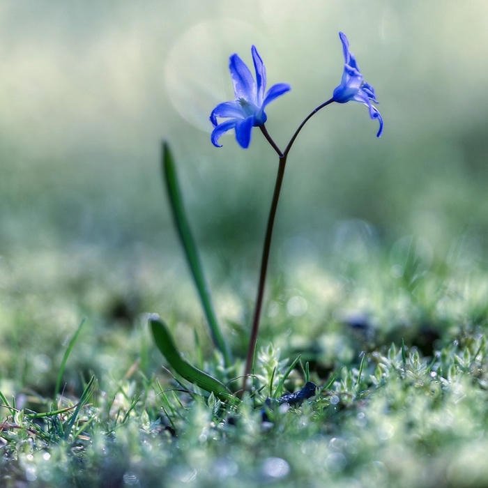 Cute Flowers DP elegant floral photo