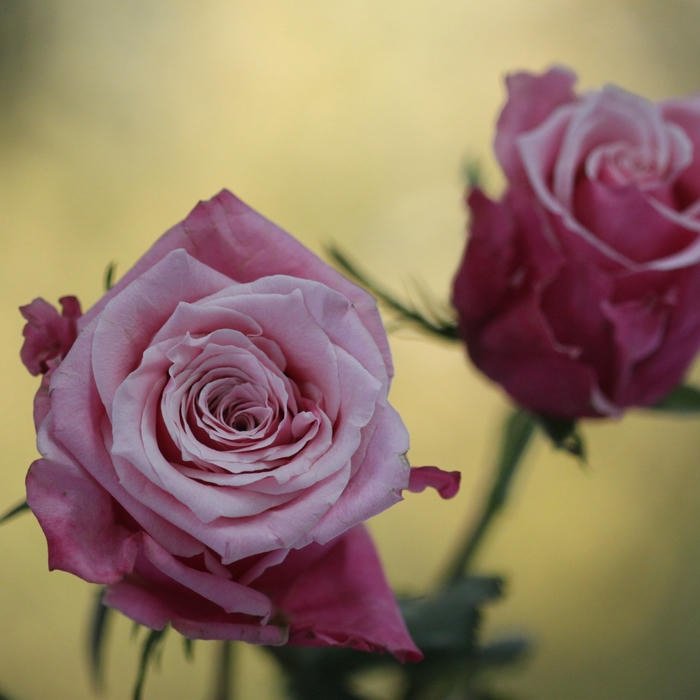 Cute Flowers DP fresh flower look