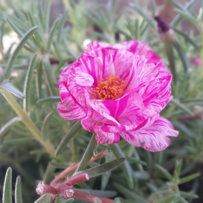 Cute Flowers DP hd flower image