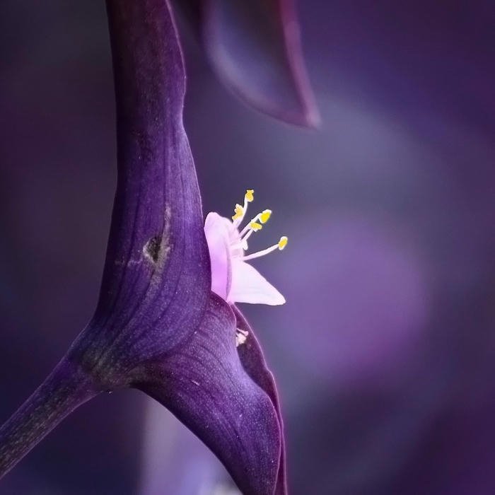 Cute Flowers DP minimal flower design