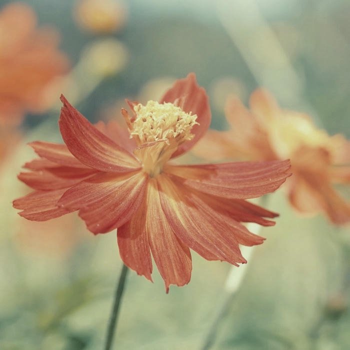 Cute Flowers DP pastel style image