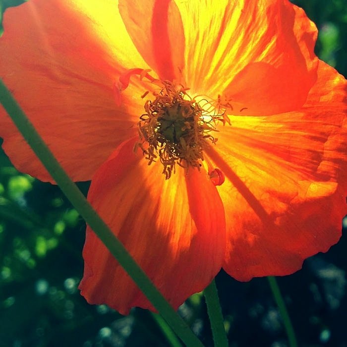 Cute Flowers DP soft color theme