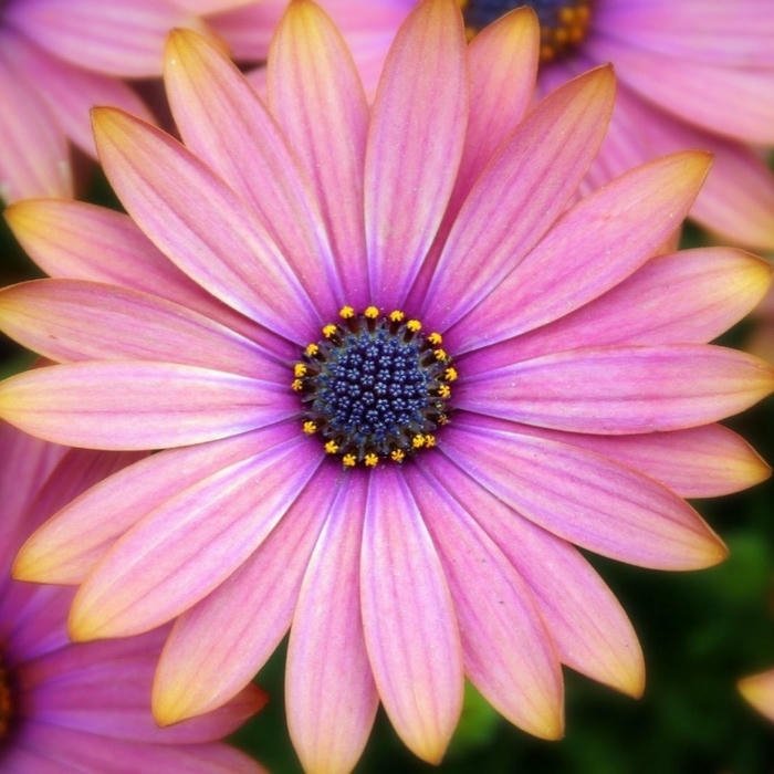 Cute Flowers DP sweet wallpaper