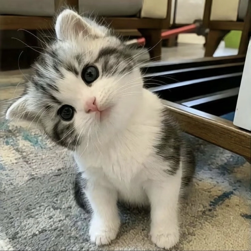 Cute kitten dp featuring calm expression under warm lighting