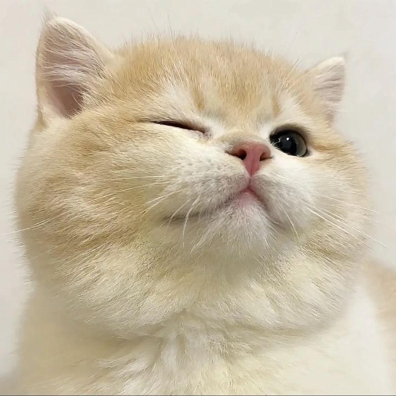 Cute kitten image with peaceful mood minimalist profile style