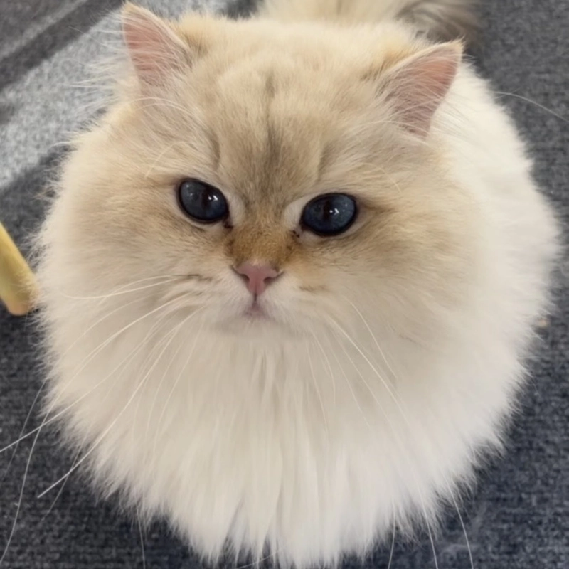 Cute kitten profile picture with innocent face looking upward
