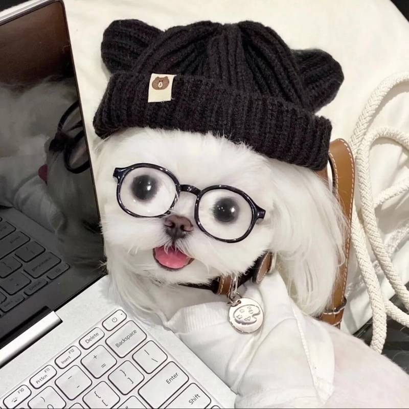 Cute puppy dp showing playful mood indoor atmosphere style