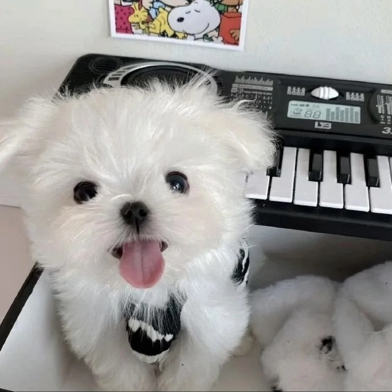 Cute puppy dp with gentle eyes calming visual atmosphere