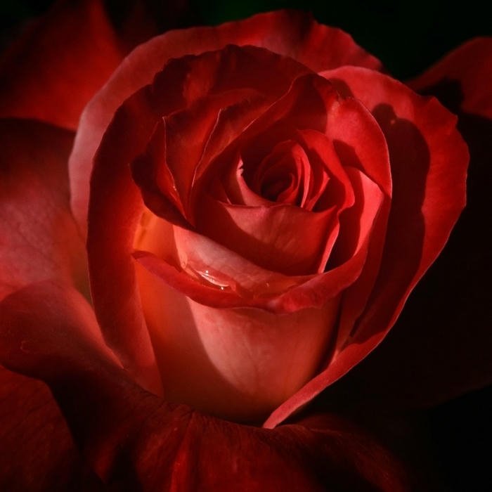 DP Cute Flowers aesthetic style