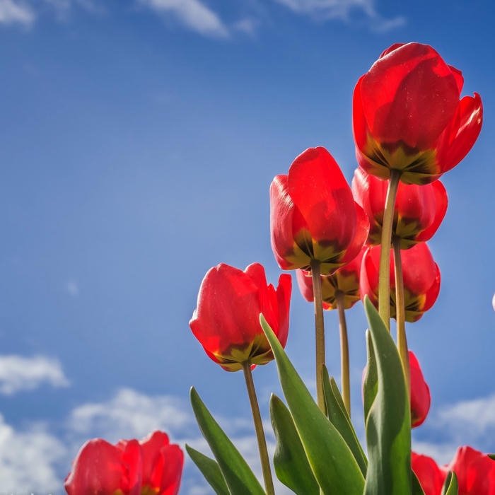 DP Cute Flowers profile picture