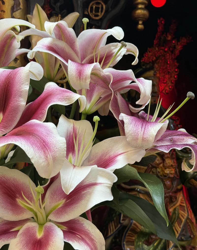 Delicate floral beauty soft tone DP