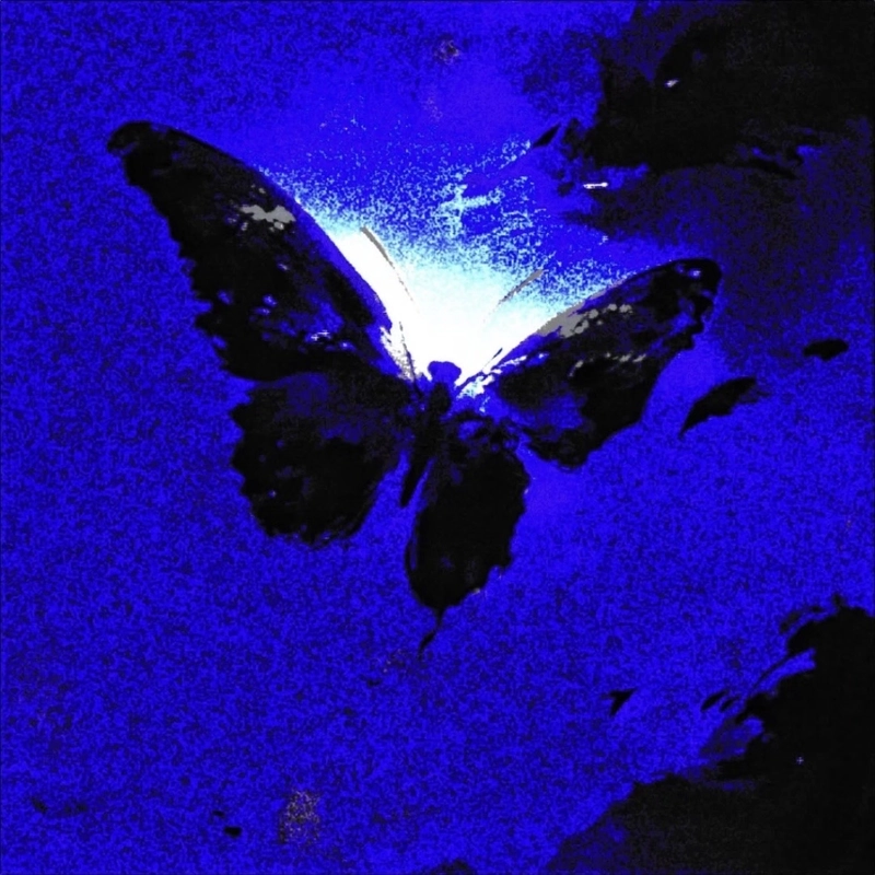 Elegant butterfly dp showing calm atmosphere minimalist design style