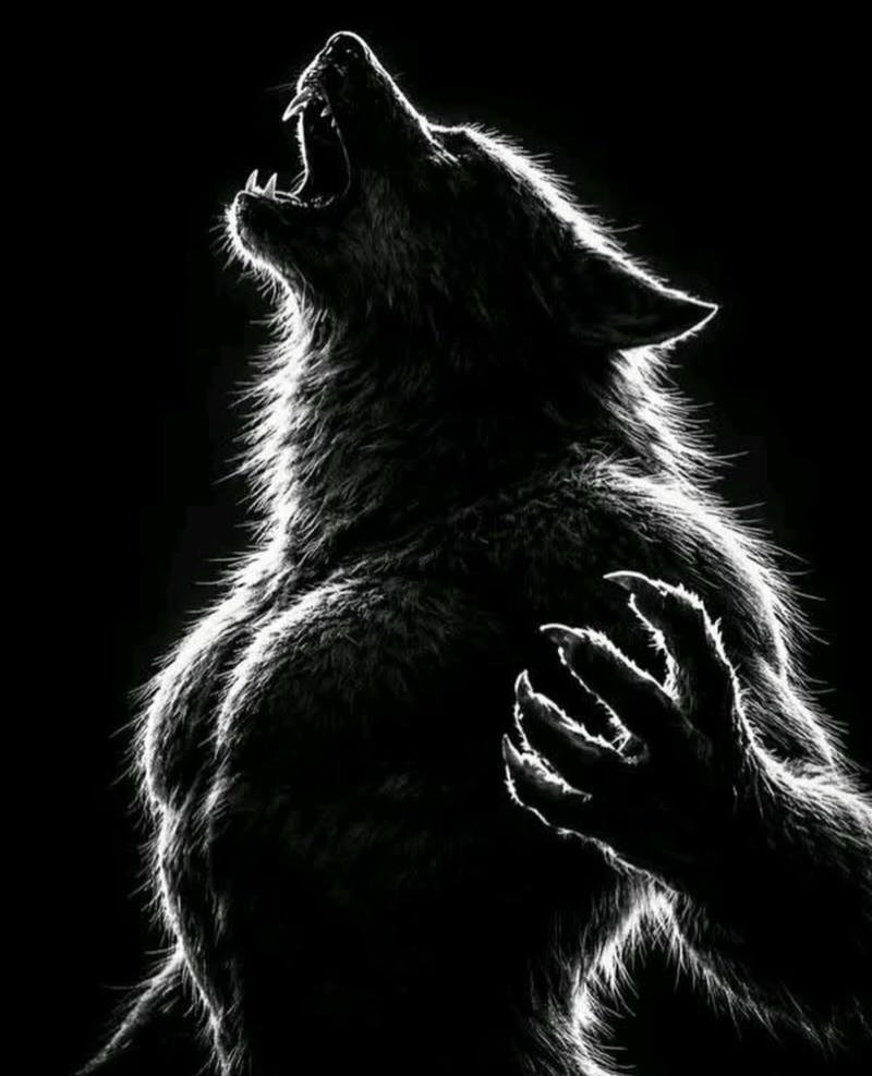 Epic Wolf DP Designs for Powerful WhatsApp Identity