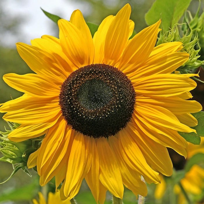 Flowers DP Cute pastel theme