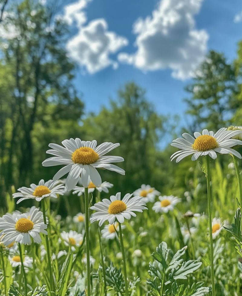 Fresh spring blossoms aesthetic vibe DP