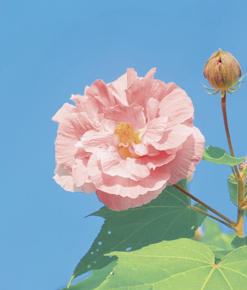 Golden sunflower glow soft vibe DP