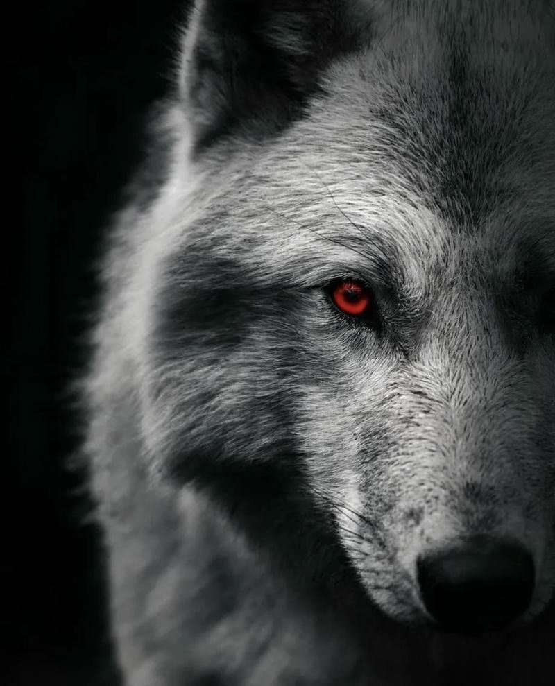 Majestic Wolf Profile Images Full of Strength