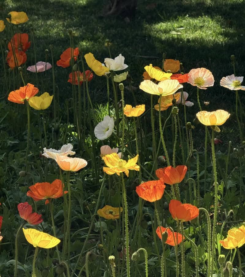 Minimal white flower aesthetic profile pic