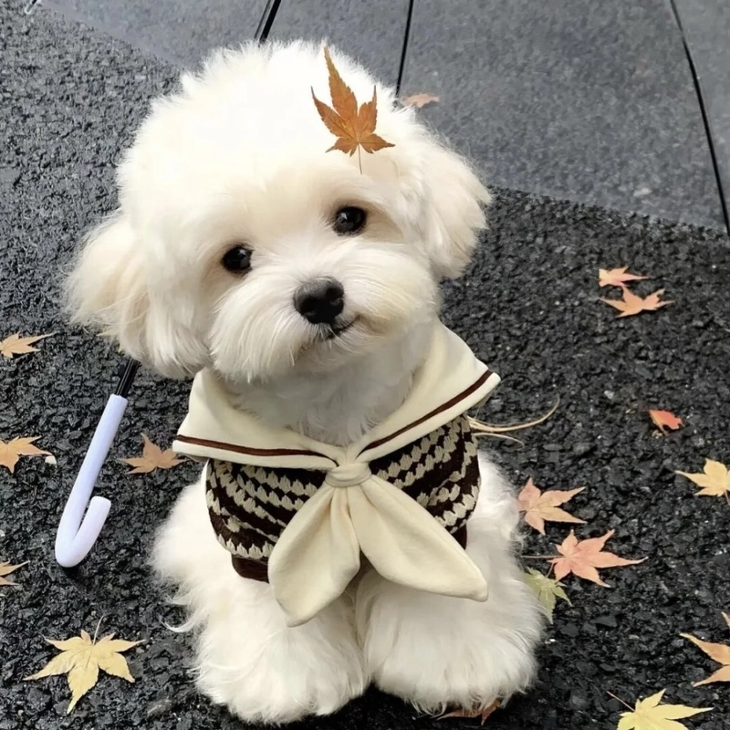 Puppy dp with fluffy fur soft aesthetic cozy vibes