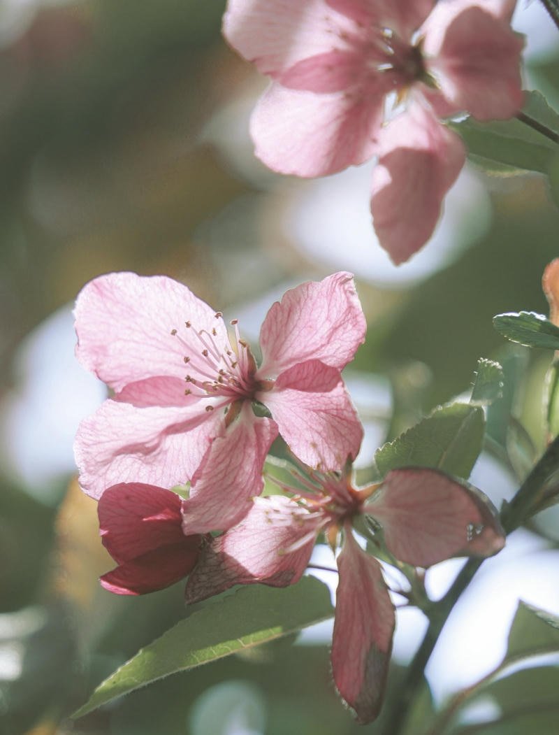 Romantic red roses soft glow DP