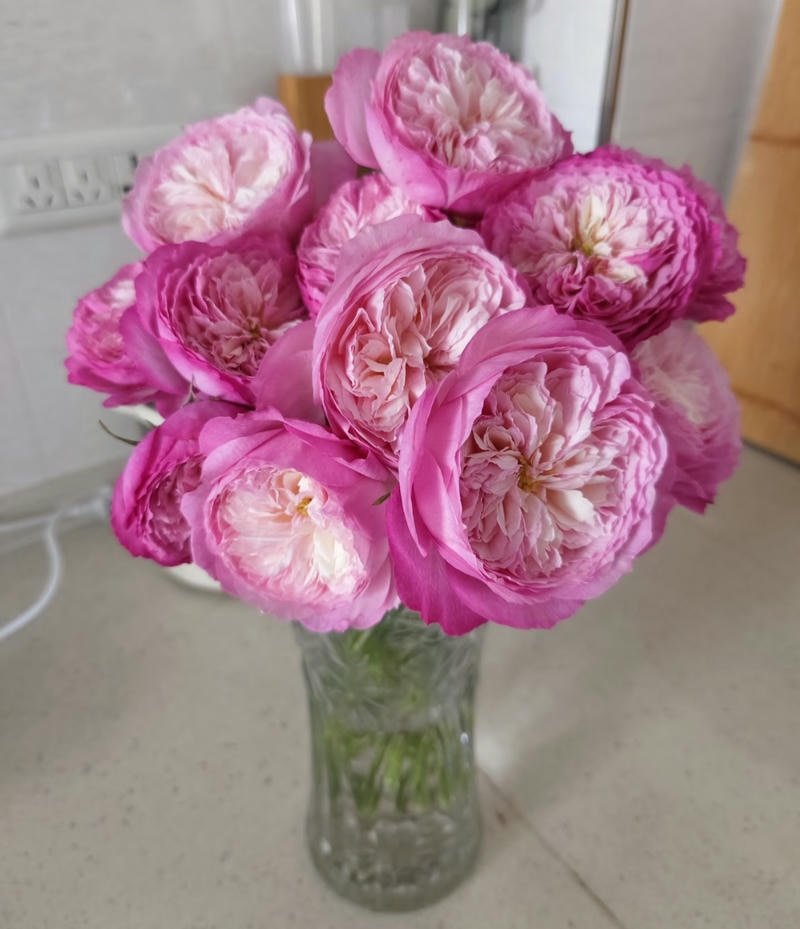 Soft pastel flower bloom profile picture