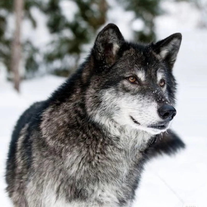 Wolf profile picture showing calm wild energy snowy surroundings