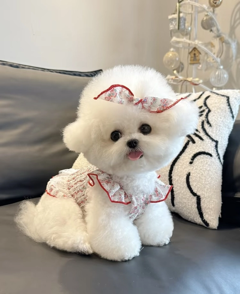 aesthetic dog dp for instagram