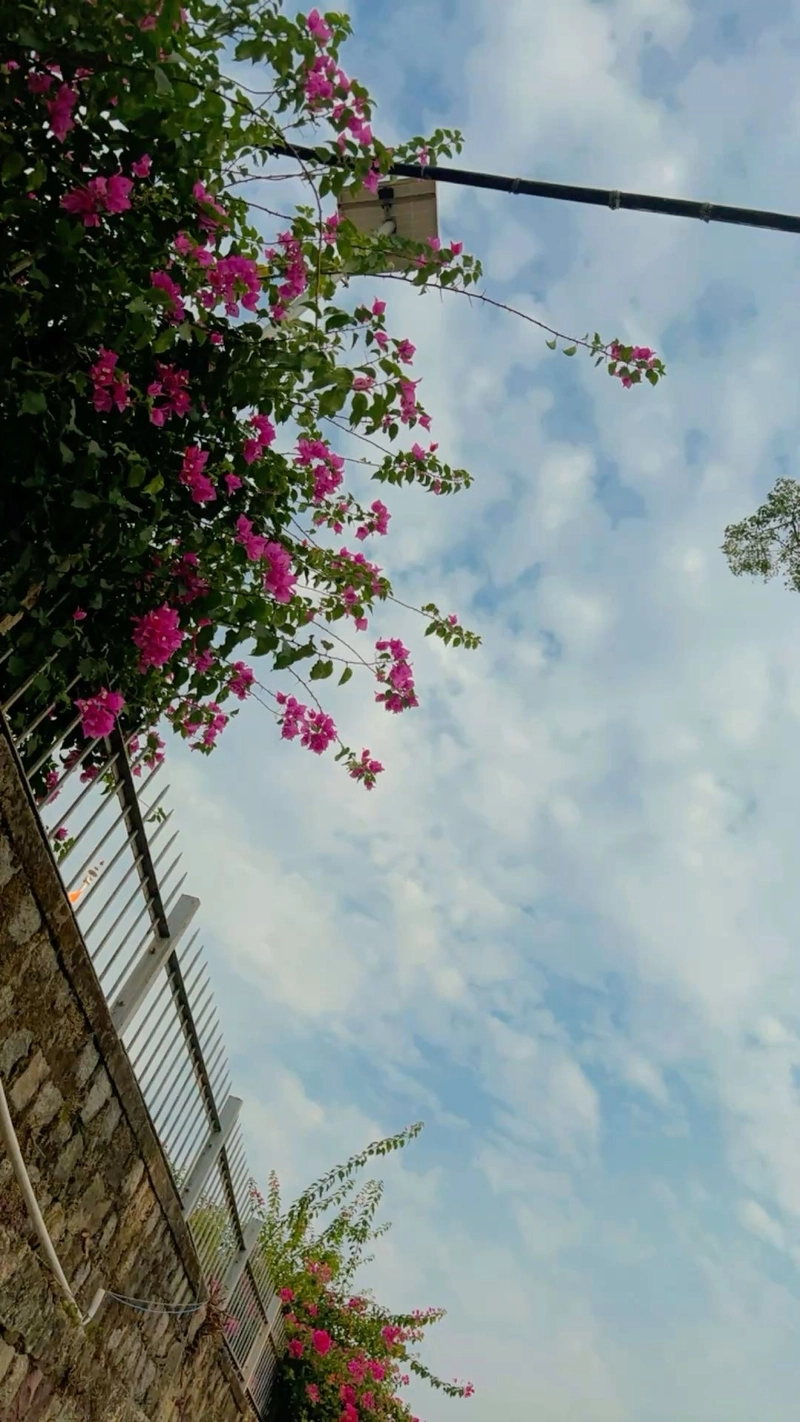 aesthetic dp