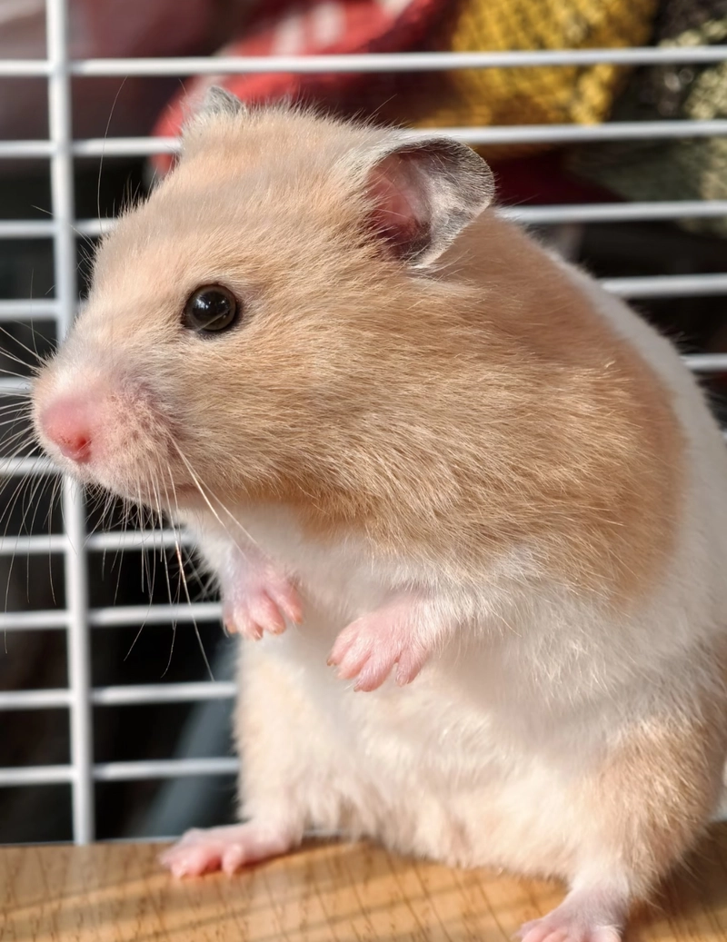 aesthetic hamster pfp