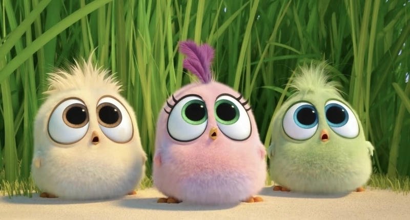 angry birds dp pic