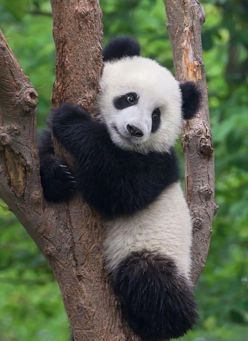 animals dp images