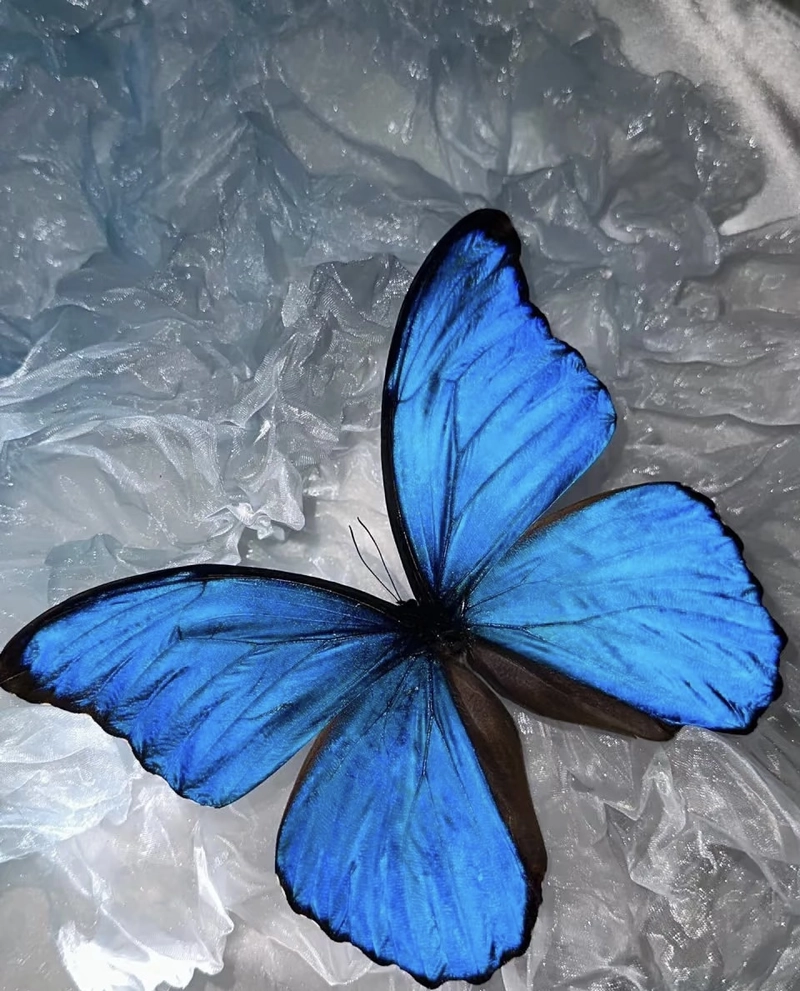beautiful butterfly images for dp