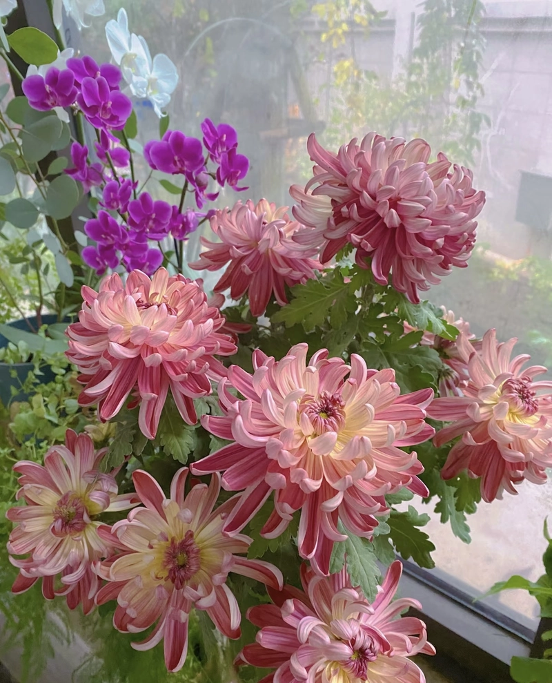 beautiful dp of flowers