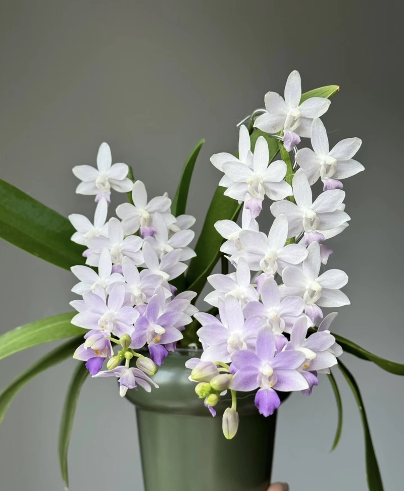 beautiful flowers dp for whatsapp