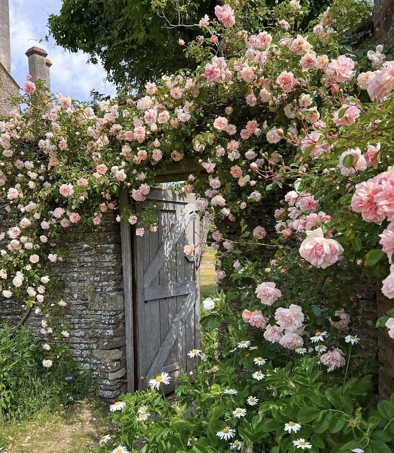 beautiful flowers dp images