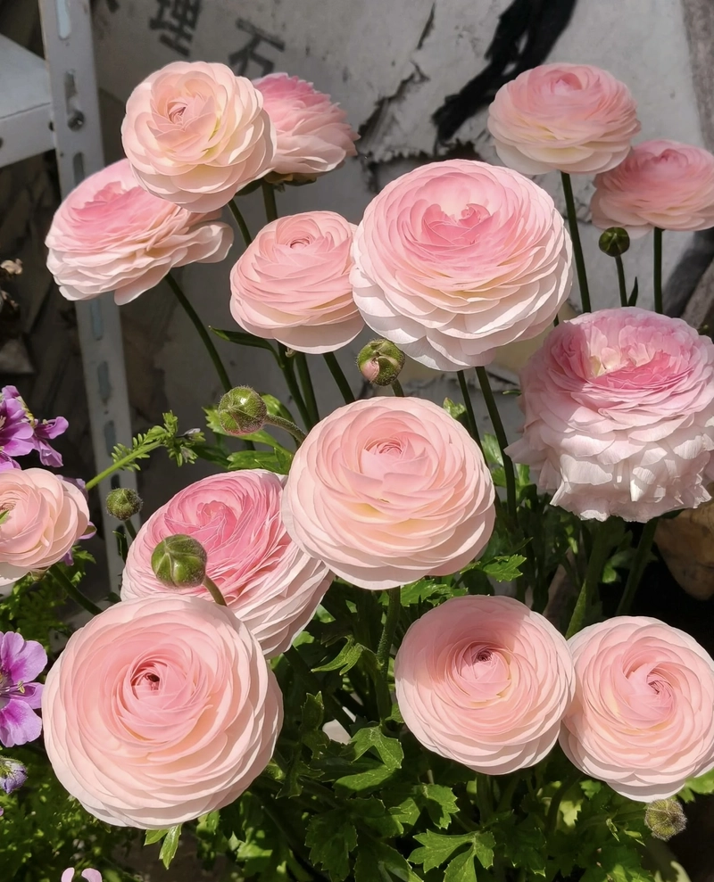 beautiful flowers dp photos