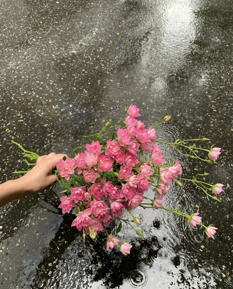 beautiful flowers dp pic