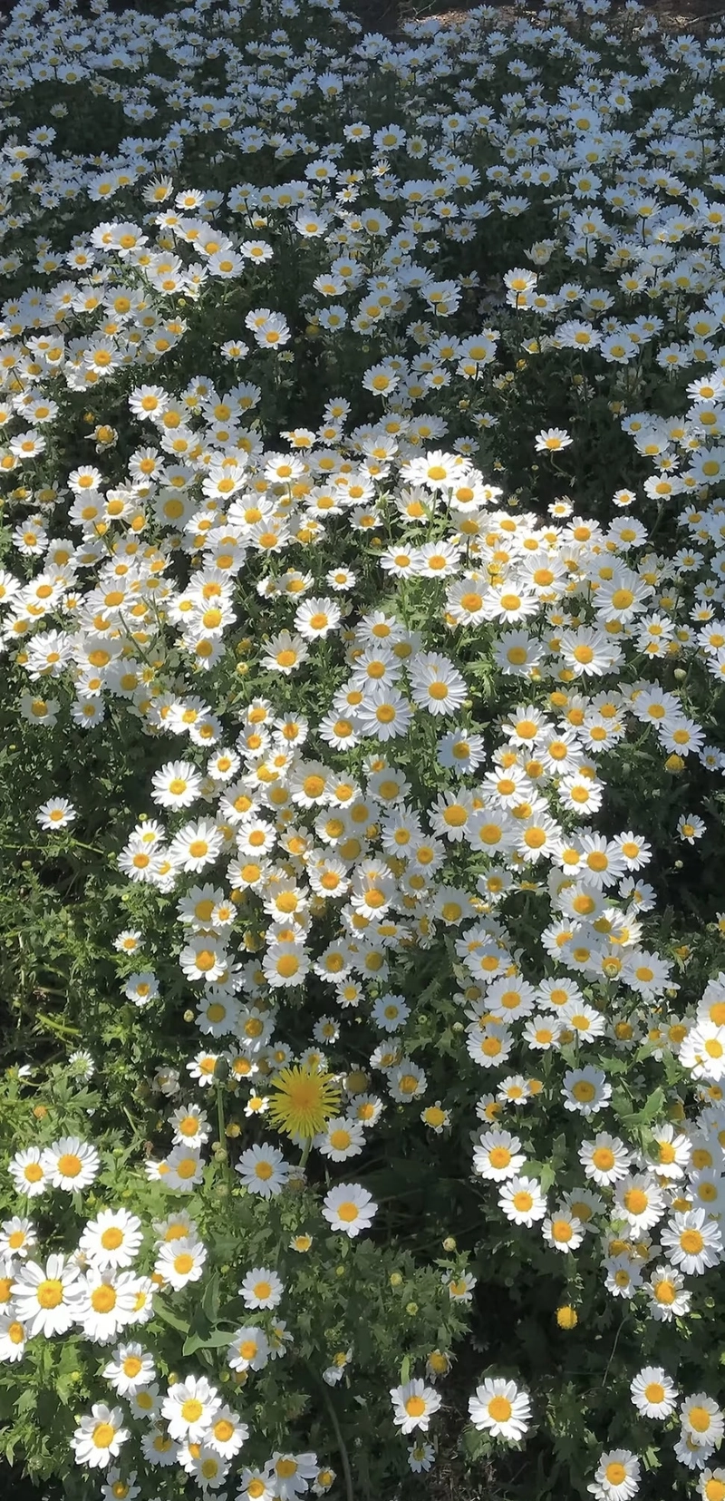 beautiful flowers hd images for dp