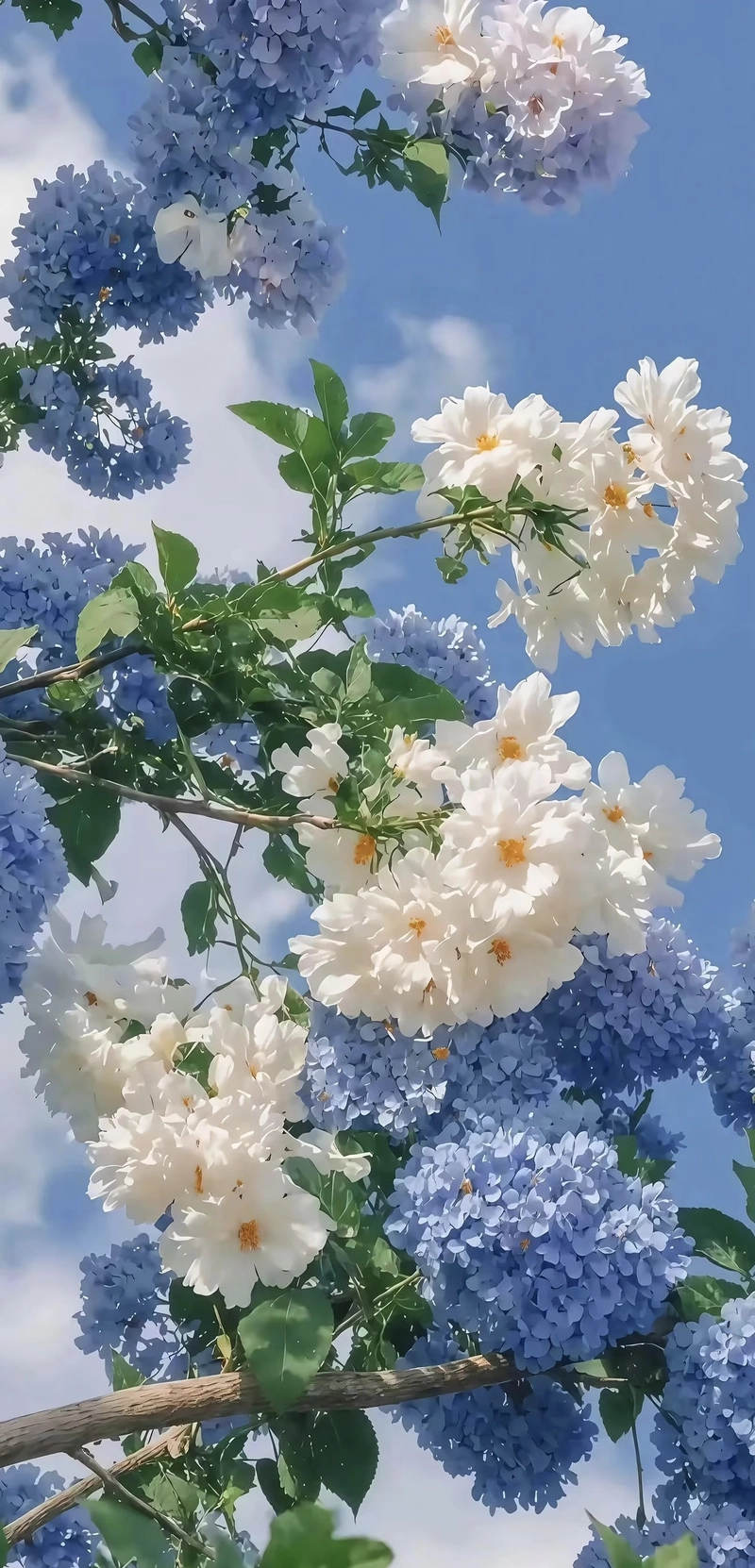 beautiful flowers hd whatsapp dp