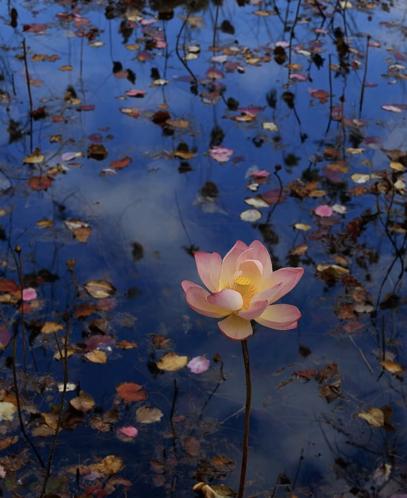 beautiful flowers images for dp free download