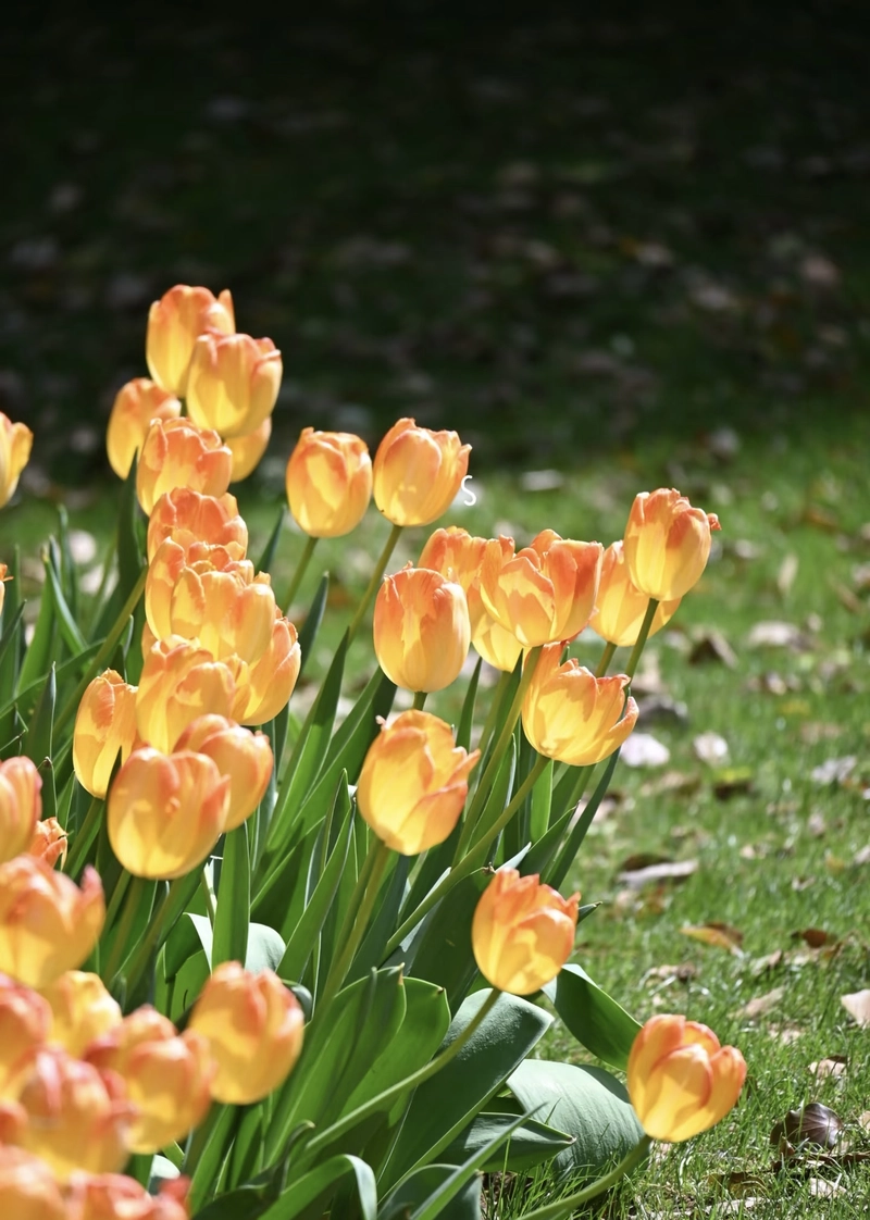beautiful flowers images for instagram dp