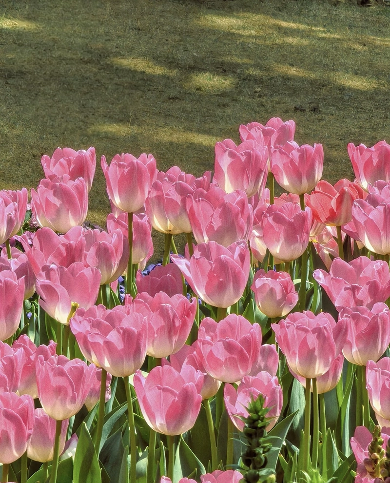 beautiful flowers pic for whatsapp dp