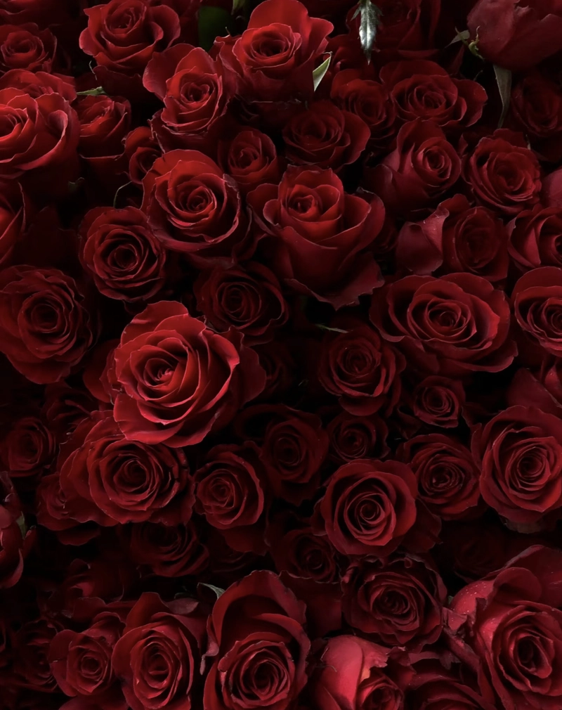 beautiful rose flower dp