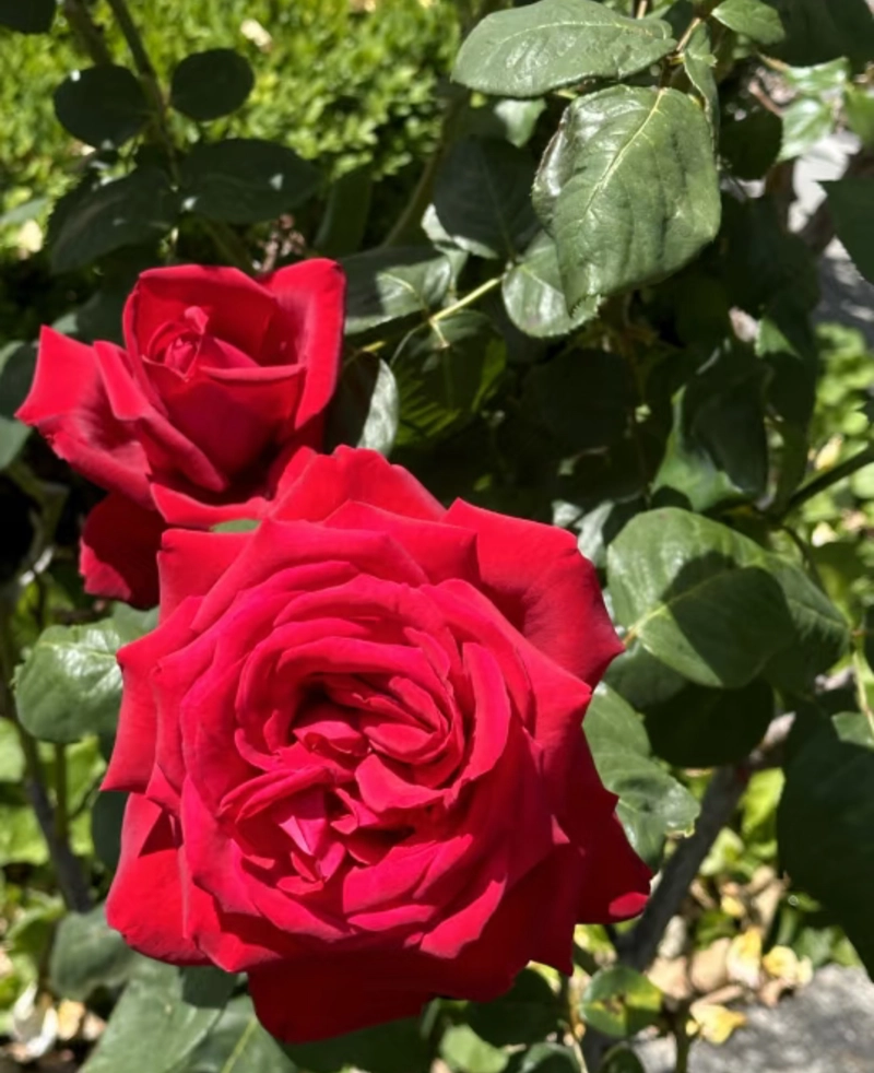 beautiful rose flowers hd wallpapers for dp