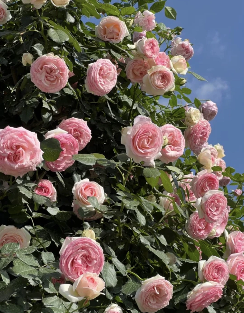 best rose flower s for wapps dp