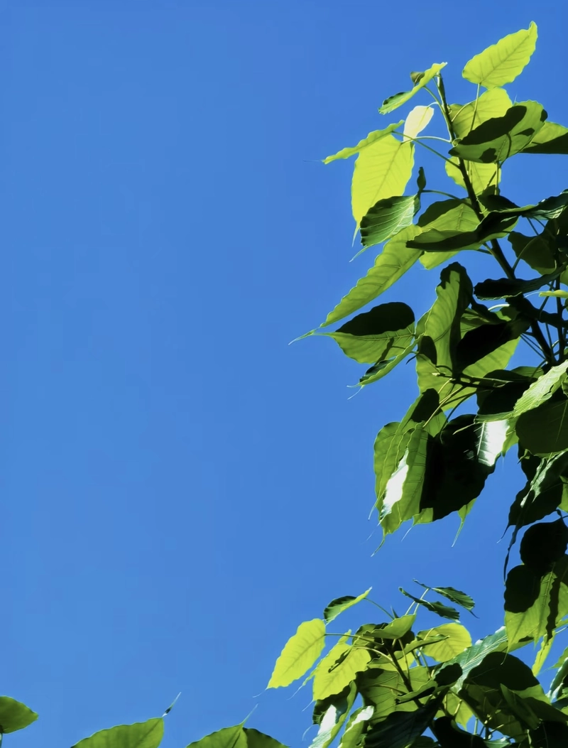 blue and green pfp